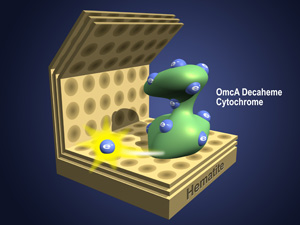 SELF-SEALING BIOCELL: Artist's depiction of purified, electrified bacterial cell outer membrane protein binding with and passing electrons to the iron-rich mineral hematite. In this purified-protein fuel cell, the seal made by the protein coating on the electrode effectively acts in place of a membrane necessary in whole-organism biofuel cells. Eliminating the membrane could aid the design of bioreactors to power small electronic devices.