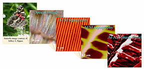 ORNL and North Caroline State
University researchers, using a technique called atom-Force acoustic
microscopy, have zoomed in on an American lady butterfly's wing to
five-nanometer resolution.