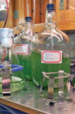 Two strains of algae are being grown in the laboratory for testing the nanofarming technology.