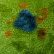 Gold particles (colored in blue) will surround themselves with even smaller platinum particles (colored in orange), creating a structure that could turn a common preservative into electricity in a fuel cell.