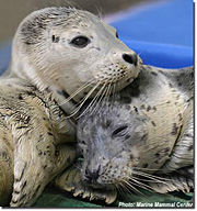 Two harbor seals engage in rest and relaxation. Scientists from Lawrence Livermore National Laboratory and the Sausalito-based Marine Mammal Center are trying to diagnose several diseases that have struck the sea lions and harbor seals.