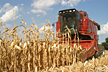 INL researchers are studying Iowa and South Dakota corn cobs to develop harvest and storage techniques that help make biofuel production more efficient.