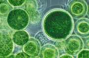 Algae could form the basis of new technologies