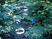PVC collars placed in the forest sampling area, located between tree rows. Scientists applied one of five vegetation treatments inside each collar to measure surface soil respiration sources.