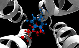 Red and blue molecules represent a conformational switch essential to the signaling mechanism of an E. coli chemoreceptor that researchers discovered using computational molecular dynamics simulations. Image credit: Davi Ortega