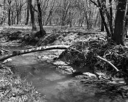 East Fork Poplar Creek has its bucolic stretches, but the mercury in its sediments has been the subject of a public debate and a scientific search for answers.