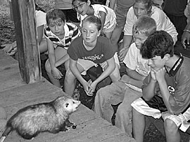Science camp students become acquainted with an opossum, one of veterinarian Marcella Cranfords furry friends.