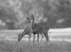 White-tailed deer were involved in more than 150 collisions with vehicles on the Oak Ridge Reservation in 2002.