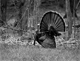 Hunts are held each year to help control the wild turkey population on the reservation.
