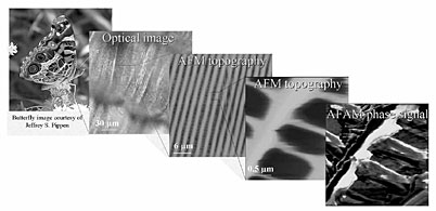 ORNL's Sergei Kalinin and North Carolina State's Alexei Gruverman  using a technique called atom-force acoustic microscopy  have zoomed in on an American lady butterfly's wing to five-nanometer resolution, demonstrating that scanning probe microscopy is applicable to nanoscale biological images.