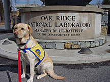 Naomi modeled her Canine Companions for Independence coat during one of her last days at ORNL.