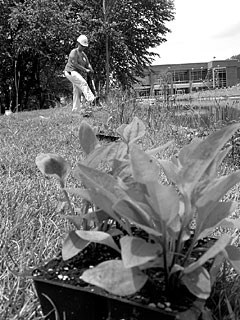 Nashville Natives' Karen Estevez-Gill plants violets and other perennials around the RSC pond.