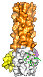 Structure of D-peptide inhibitors (green, yellow, and purple) bound to an HIV protein mimic in three 