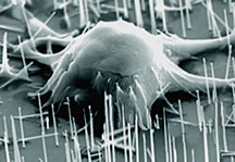 A scanning electron microscope reveals individual mouse embryonic stem cells penetrated by silicon nanowires.