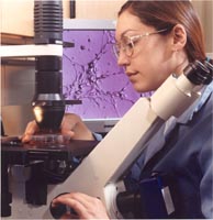 Colleen  Kuemmel uses a light microscope to examine endothelial cells.