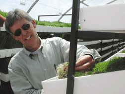 Ron Pate of SNL checks a tray of forage in a greenhouse
