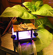 Ammonia gas labeled with radioactive nitrogen-13 is pulsed into a tobacco plant leaf using this apparatus. The setup allows scientists to monitor nitrogen uptake into plant amino acids and monitor their distribution within the plant.