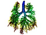3D lung
