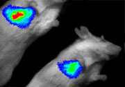 The glowing stem cells inside these sleeping mice (false-color image shows relative brightness) are the first step in developing a new therapy for shortening the amount of time it takes wounds to heal.