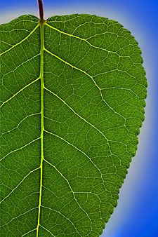 poplar leaf