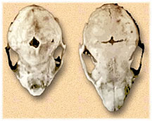These rabbit skulls illustrate the condition (left) wherein skull bones grow very fast and fuse prematurely, causing facial abnormalities and preventing further brain growth. (Image: Johns Hopkins University)