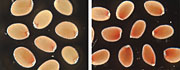 Seeds deficient in HHT (right) are more permeable to a red dye than normal plant seeds (left).