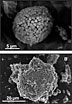 By integrating resources, the team obtained extremely detailed views of the framboidal (French for raspberry) pyrites found in the sediment of interest. The top image is of a sphere-like structure and the bottom image is an irregular framboidal structure.