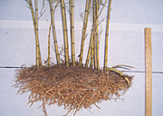 SRNL bamboo