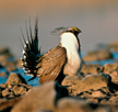 Greater sage-grouse populations have plummeted nationwide as huge swathes of sagebrush steppe have been destroyed or degraded. INL's Site protects 890 square miles.