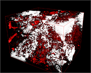 NETL researchers are measuring fluid flow at pressures and temperatures that are representative of conditions deep underground, and determining the effect that changing the amount of CO2 or other fluids has on ultrasonic seismic signal velocities in the rock. This image, created by computerized tomography (CT), shows connected pores in white and unconnected pores in red, within a sample of a rock type that may eventually be used to sequester carbon dioxide; the rectangular cube shown is 1.54 x 1.40 x 1.12 mm.