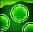 Scientists from Pacific Northwest National Laboratory, Washington University in St. Louis, The Hebrew University of Jerusalem, and Texas Tech University conducted a large-scale analysis of an alga called Synechocystis 6803 under 33 environmental conditions.