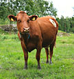 Cows eat grass—this has been observed for eons.  But now, through massive-scale DNA sequencing at DOE's Joint Genome Institute, Lawrence Berkeley National Laboratory scientists have characterized thousands of genes from plant-digesting microbes isolated from the cow rumen for improvements in biofuels production.