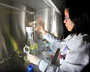 Sandia researcher Eizadora Yu prepares biomass harvested from liquid fungal cultures for nucleic acid analysis. The cultures come from the endophytic fungus Hypoxylon sp, which produces compounds potentially used for fuel. (Image by Dino Vournas)