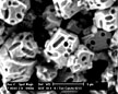 An electron microscope view reveals calcite crystals with pill-shaped impressions left by the bacteria that generated the crystals.