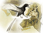An artist's conception of the pigmentation patterns in Confuciusornis sanctus.