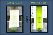 The photos show wild type algae and magnetic algae placed in a test tube next to a permanent magnet. The wild type (left) settles to the bottom of the tube under the influence of gravity. The genetically transformed algae (right) stick to the wall due to magnetic attractions.