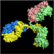 Structure of an antibody, courtesy Los Alamos National Laboratory.