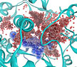 ORNL researchers used simulation to reveal how water molecules (seen in red) move in and out of the active site (seen in blue) of a P450 enzyme. This class of enzymes is responsible for detoxifying a large fraction of drugs taken by humans.