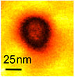 ORNL researchers used piezoresponse force microscopy to demonstrate the first evidence of metallic conductivity in ferroelectric nanodomains.