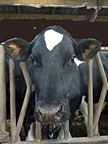 Martha (her progeny is pictured here) was the subject of a scientific "cow-laboration."