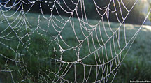 Spiders weave a web even more tangled than originally thought - at least on the nanoscale level