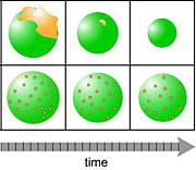 When airborne particles (green) form before pollutants known as PAHs (yellow) glob on, the pollutants dissipate quickly, as shown in the top row. But when the particles form in the presence of pollutants, which is what likely happens in nature, the long-lasting particles can take the pollutants for a long-distance ride (bottom).