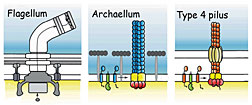 The motile structures in Bacteria and Archaea. The archaellum (center) functions like a bacterial flagellum but its structure resembles a bacterial Type 4 pilus.