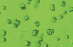 These tiny green crystals, measuring just millionths of a meter, preserve the molecular structure and activity of Photosystem II, which carries out the oxygen-releasing process in photosynthesis. The chlorophyll-containing crystals, which have a boxlike structure, were studied at room temperature using ultrashort X-ray pulses at SLAC's Linac Coherent Light Source X-ray laser. The image was taken with a light microscope. (Credit: Jan Kern / Lawrence Berkeley National Laboratory)