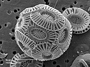 Scanning electron micrograph of a single Ehux cell. Ehux is an example of a coccolithophore. (Jeremy Young)
