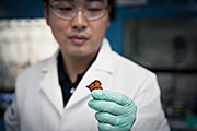 Stanford postdoctoral researcher Chao Wang holds a solid piece of the stretchy, self-healing polymer used to coat and protect silicon battery electrodes. (Brad Plummer/SLAC)