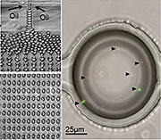 On the left, a graphic demonstrating how droplets of oil move through ScanDrop’s microfluidic chip. On the right, the arrows indicate single bacteria cells inside a droplet of oil.