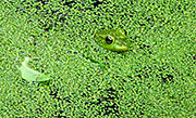 Duckweed, a small, common plant that grows in ponds and stagnant waters, is an ideal candidate as a biofuel raw material. Photo by Texx Smith, via flickr.