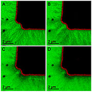 A new in situ transmission electron microscopy technique enabled ORNL researchers to image the snowflake-like growth of the solid electrolyte interphase from a working battery electrode. A new in situ transmission electron microscopy technique enabled ORNL researchers to image the snowflake-like growth of the solid electrolyte interphase from a working battery electrode.