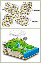 The unified multiscale model developed at PNNL couples water transport equations in such a way that this one model can represent transport at both pore (top) and watershed (bottom) scales.